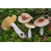 Мицелий Сыроежки невзрачной (Russula nauseosa)